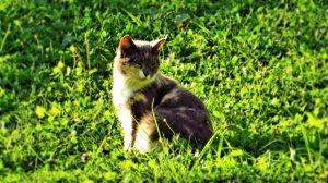 Буся на прогулке