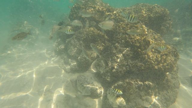 Подводный мир на пляже КАТА , остров Пхукет , Таиланд