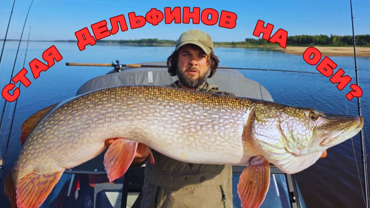 Трофейный концентрат. Ищем СТАЮ ТРОФЕЙНЫХ ЩУК на Оби. смотреть онлайн