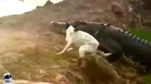 Это Попало На Камеру! Сумасшедшие Кадры с Животными Что Взорвали Интернет