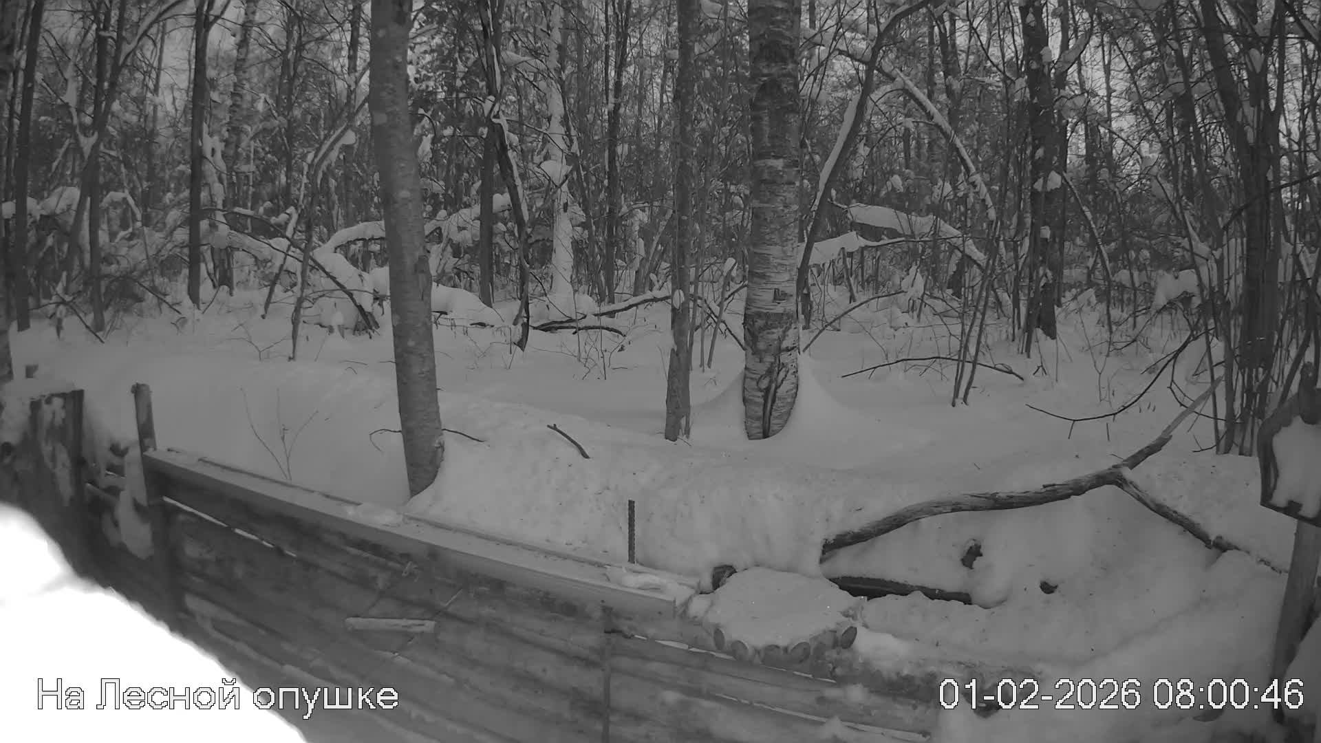 LIVE: На лесной опушке. Природа онлайн смотреть онлайн