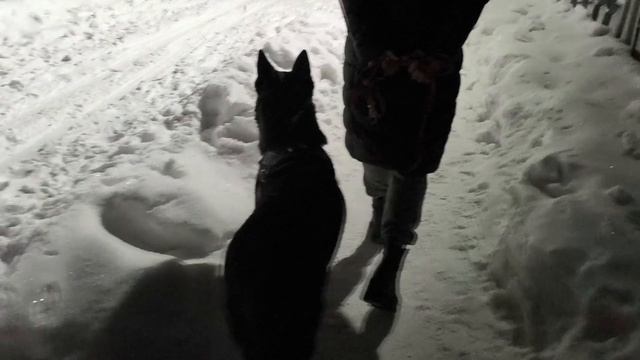 ВЕО  восточно европейская овчарка черная