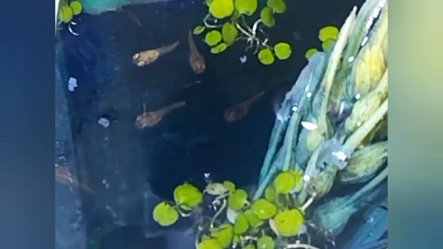 и опять прибавление меченосцев