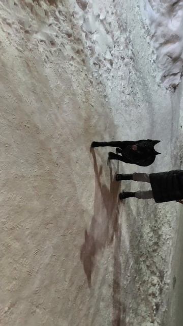 ВЕО восточно европейская овчарка черная