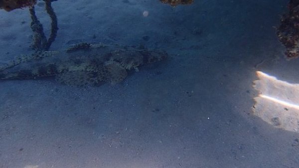 "хирург" отгоняет от "крокодила"