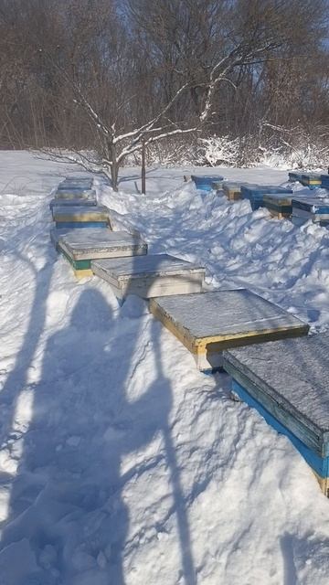 Зимовка пчёл морозы смотреть онлайн