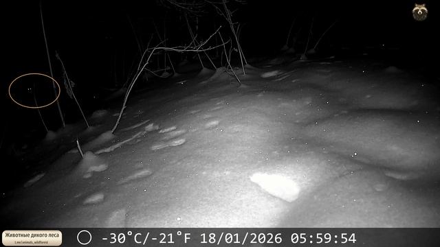 Показался ночной хищник. Но не очень ясно, кто это ...