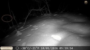 Показался ночной хищник. Но не очень ясно, кто это ...