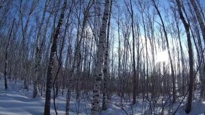 #Охота на зайца в Черепановском районе Новосибирской области