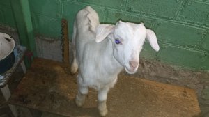 Деревенские будни//Ожидаем морозы//Козлята - озорники//Перегнала уток в сарай.