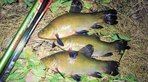 Рыбалка на поплавок В ЛОГОВЕ ЛИНЯ!! Окошко в камышах с тиной