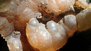 Сокровища оврагов Старой Ситни, 22.06.2024г. Натечные халцедоны, псевдосталактиты, окаменелости.