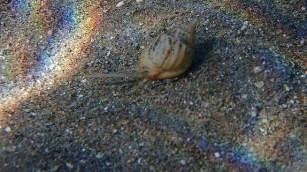 улитка Nassarius в поисках пищи