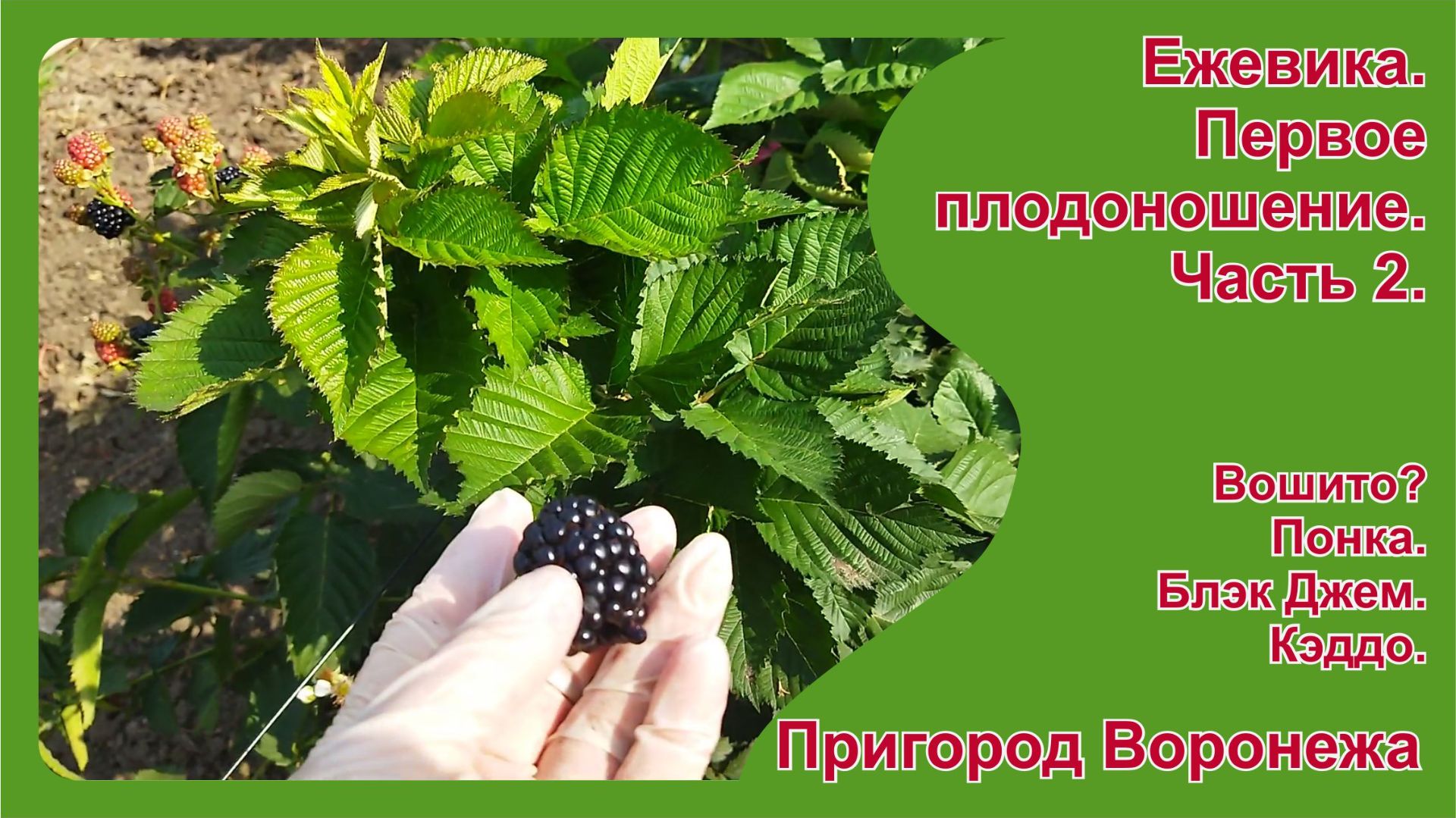 Ежевика. Первое плодоношение. Пригород Воронежа. Часть 2