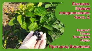 Ежевика. Первое плодоношение. Пригород Воронежа. Часть 2