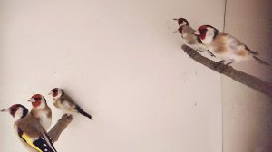 Щеглы (черноголовые/седоголовые/метисы)