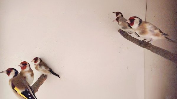 Щеглы (черноголовые/седоголовые/метисы)