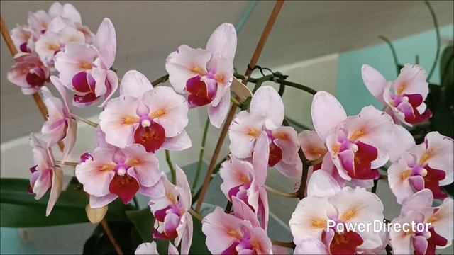 Орхидея PF5017. Цветение в феврале 2026 г. смотреть онлайн