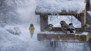 Суровые морозы сковали Москву, птицам трудно добывать корм. Как помочь пернатым выжить?