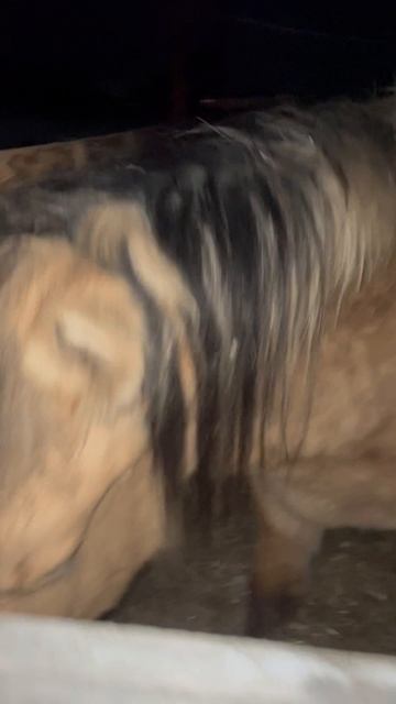 Деревня лошади туризм