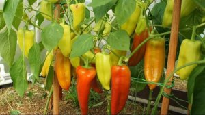 Раннеспелый, неприхотливый  и урожайный сладкий перец "Джипси"