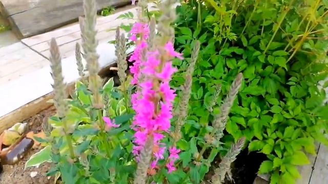 У друзей на даче