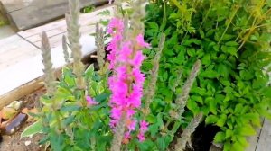 У друзей на даче