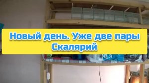 Новый день. Уже две пары Скалярий