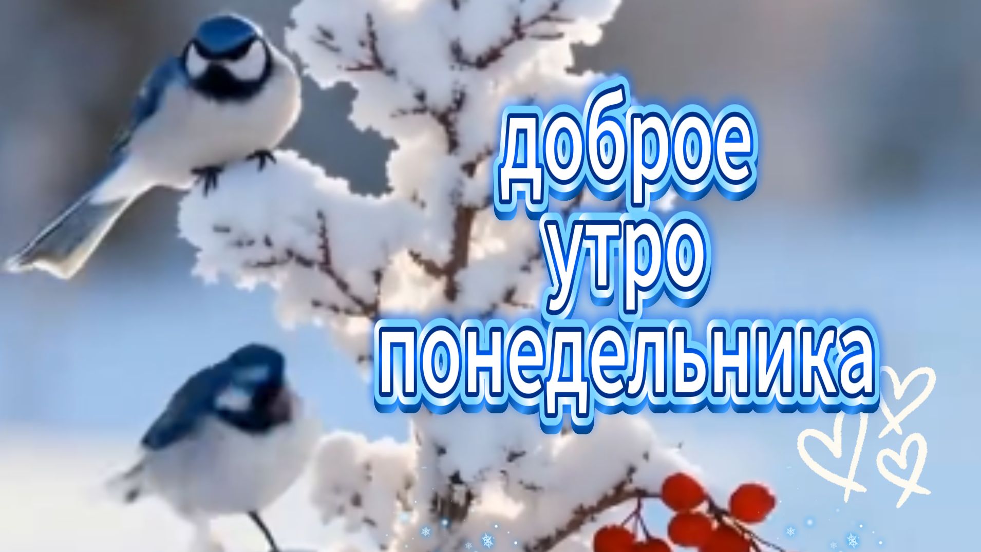 доброе утро понедельника видеооткрытки ☀️