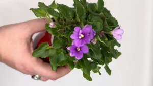 Фиалки мини, полумини, трейлеры, стандарты. Обзор сортов.