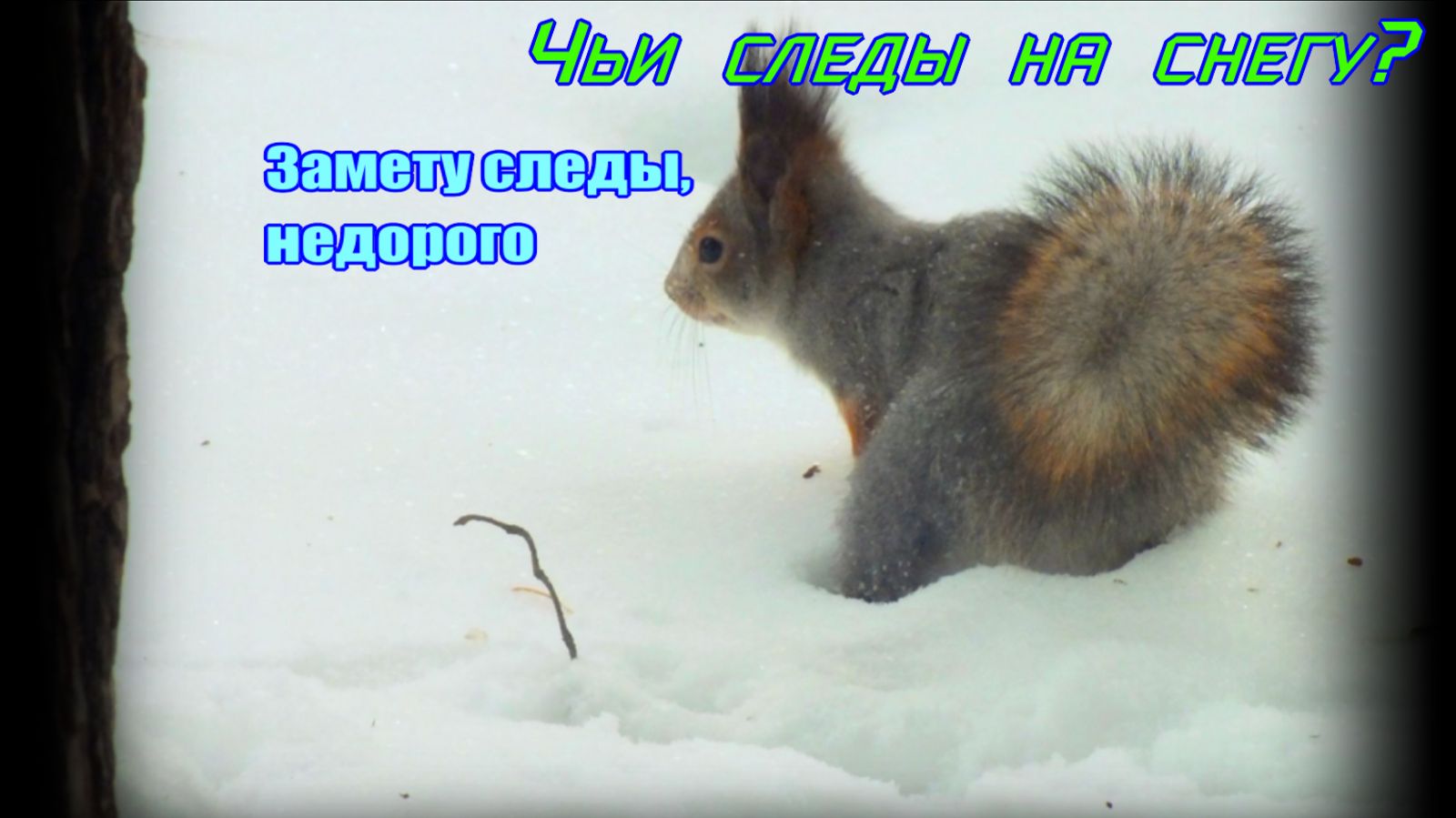 Чьи следы на снегу