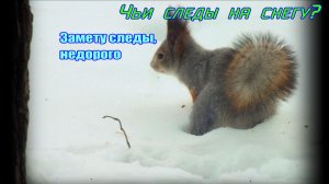 Чьи следы на снегу