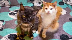 ПЕРВЫЕ РОДЫ У МЕЙН-КУНА ОЛИВКИ / У котенка залип глаз / Обзор пылесоса KaringBee P30