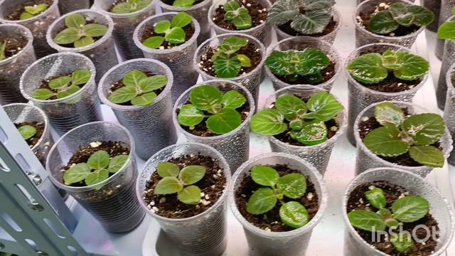 Обзор на сеянцы глоксиний нам 2 месяца почти 🌹💕🥰🔤💝🍀 80 малышей получилось 😇🧚♂🌱🌿#глоксиния смотреть онлайн