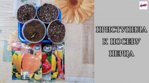 ПРИСТУПИЛА К ПОСЕВУ ПЕРЦА.