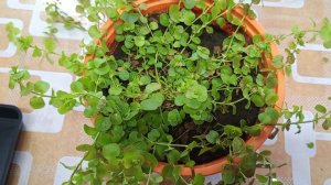 Вербейник монетчатый. Размножение черенками.