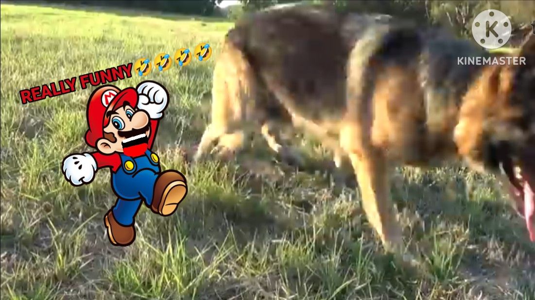 Mario reacts to YouTube channel "How To Tame a Wild Animal" смотреть онлайн