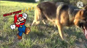Mario reacts to YouTube channel "How To Tame a Wild Animal"