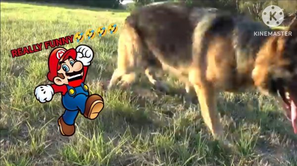 Mario reacts to YouTube channel "How To Tame a Wild Animal"