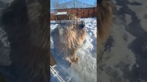 Вместо воды лижет снег 31012026г