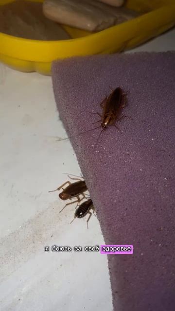 Общежития в 2026 году, капитализм - Россия, всем спасибо смотреть онлайн