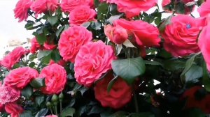 RV :- Музыка по имени Любовь.! Миллион Алых Роз - New Cover /Andrew Murady Cover Band