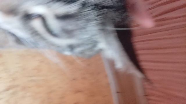 это моя кошка, её зовут Леська. смотреть онлайн
