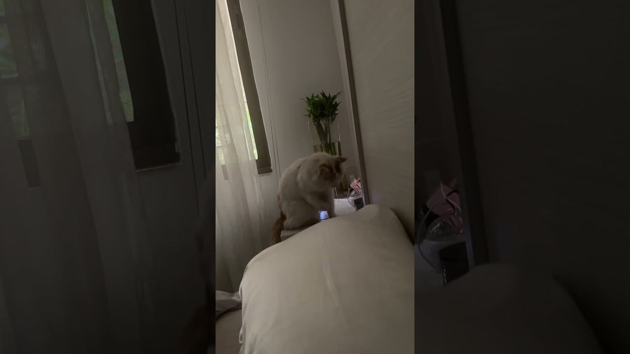 Кто просил больше Бори? #кот #Борис смотреть онлайн