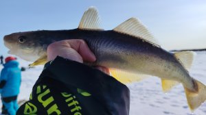 Рыба без хвоста | Зимняя рыбалка Остров Сахалин | Дальний восток