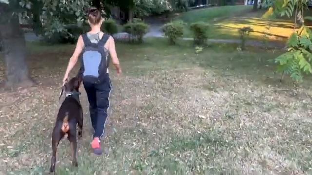 Кинолог Игорь Алтайский. Отзыв. Дрессировка добермана.