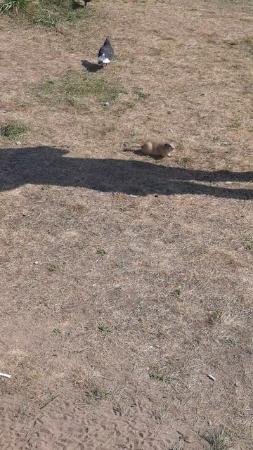 Таня кормит суслика смотреть онлайн