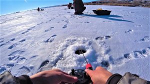 УДАРЫ как ШОКЕРОМ один за одним!!!! Зимняя рыбалка на судака