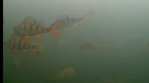 Их столько, а клевать не хотят.