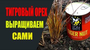 Тигровый орех, чуфа для рыбной ловли. Выращиваем сами.